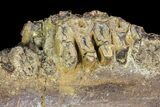Hadrosaur Jaw Section With Tooth Battery #97048-2